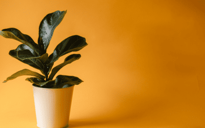 Breathe Easy: Plants That Purify Your Home’s Air